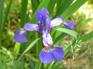 Blue Iris, taken June 8th, 2009