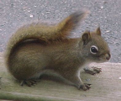 RedSquirrel.jpg - click for larger image